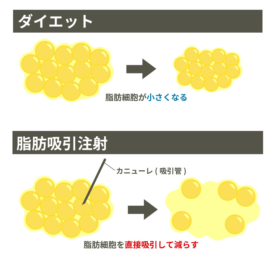 脂肪細胞