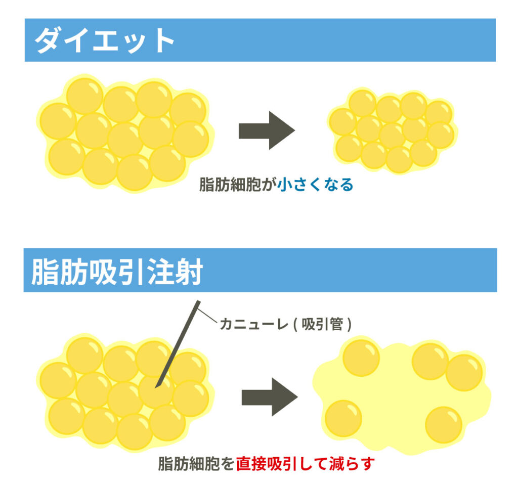 脂肪細胞比較_